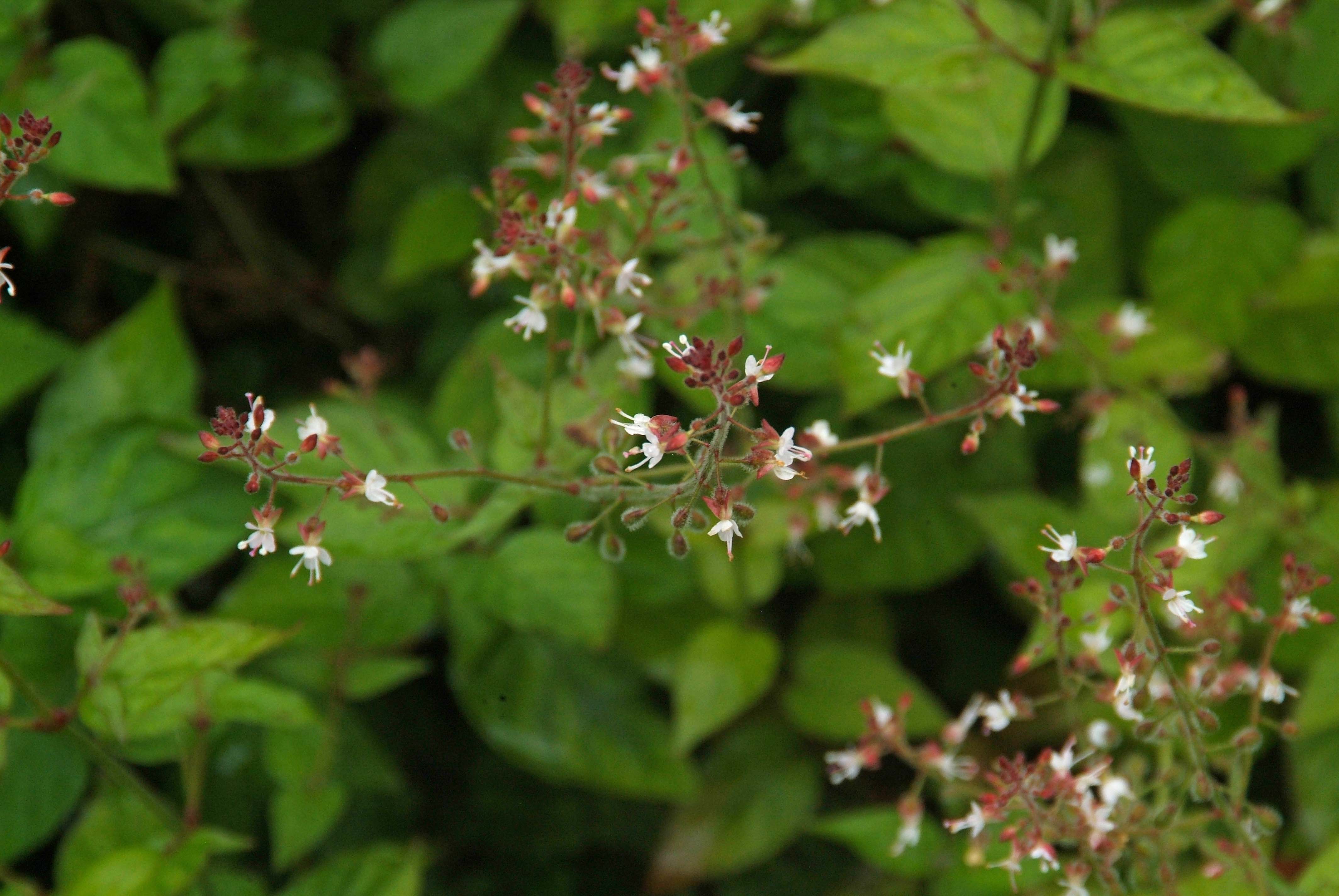 Circaea lutetianaGroot heksenkruid bestellen